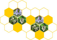 国産蜂蜜の蜜源植物(アカシア、スダチ、桐)とハニカム