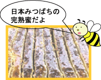 日本蜜蜂の巣蜜　日本みつばちの完熟蜂蜜だよ