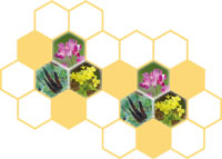 国産蜂蜜の蜜源植物(レンゲ、菜の花、エンジュ)とハニカム